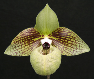 洋蘭　Paph.原種　THOー2340 Paph.malipoense X sib 写真は兄弟株です。台湾でPaph.malipoenseの育種家　許氏の作