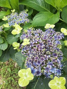 大島緑花　アジサイ　希少　紫陽花　ハイドランジア