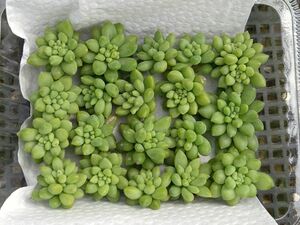 ピンクベリー 多肉植物 カット苗カット苗◆パックいっぱい