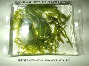 【北海道・離島不可】海藻５種一袋タカノハヅタ　ウミブドウ　ヘライワヅタ　タカツキヅタ？　キザミヅタ【海水館】