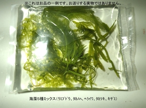 海藻５種ＭＩＸ一袋　ウミブドウ、ヘライワヅタ、タカノハヅタ等②　【海水館】