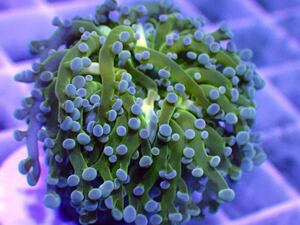 Euphyllia Paradivisa コエダナガレハナ 同梱可能 1ヘッド サンゴ 《Coral first》