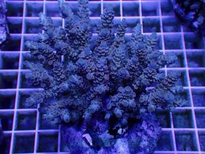 Acropora ミドリイシ 同梱可能 サンゴ 《Coral first》3