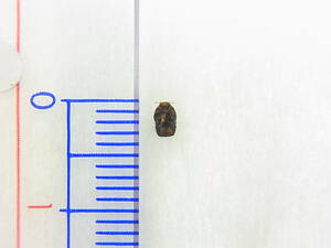 ムシクソハムシの一種：ツツジコブハムシ（大阪府吹田市産、標本）　虫の糞に擬態　レア