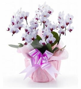 . бабочка орхидея * белый красный midi 5шт.@..45 колесо и больше (... включая )(..* письмо . возможность ) бесплатная доставка 