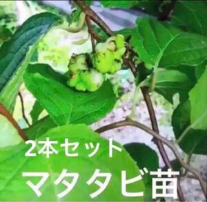 発根済み　マタタビ　挿し木苗　チビ苗　１本＋１本おまけ