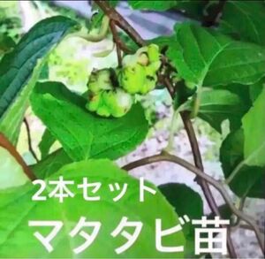 発根済み　マタタビ　挿し木苗　チビ苗　１本＋１本おまけ