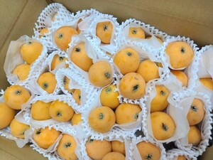  length . prefecture production [. tree loquat ]...... approximately 2.6 kilo. little attrition scratch equipped 