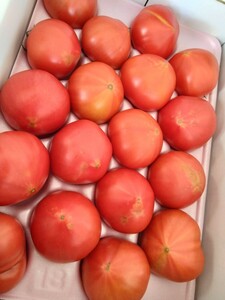 長﨑県産「フルーツトマト」糖度８〜9.9度。２箱セット