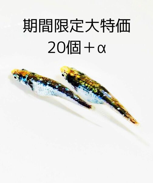 期間限定大特価「サバの極みメダカ」の有精卵20個＋α． 【めだか　黒衣　ハガネ　鯖】