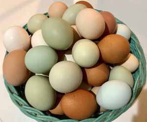食用の卵　(アローカナなど) 33個