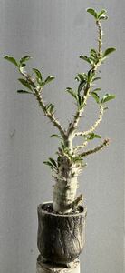Pachypodium Saundersii パキポディウム サウンデルシー 白馬城 中株 コーデックス キョウチクトウ科 発根済み 塊根植物 多肉植物 南ア