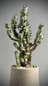 Euphorbia Uda horrida monstrosa. rice field Hori damon straw sa succulent plant .. You fo ruby a pulling out seedling departure root ending . root plant Hori da rare 