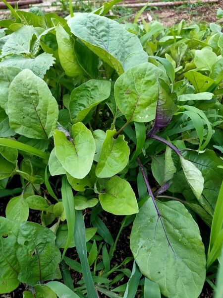 長い茄子の苗７本、土付け 苗