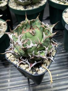  agave chitanotasi- The -