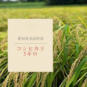 o rice 5 kilo Koshihikari Aichi prefecture beautiful . block production . peace 5 fiscal year 