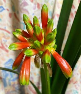 君子蘭　Clivia nobilis セルフ実生苗　2年生