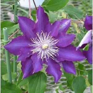  clematis seedling [. height ] blue purple 3.5 number pot putty ns series 