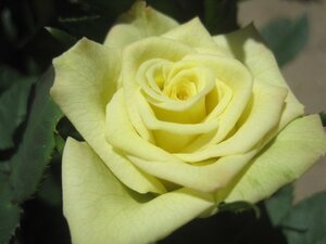  роза рассада [veruve-ru] зеленый ~ lime цвет 10.5 см глубокий pot HT