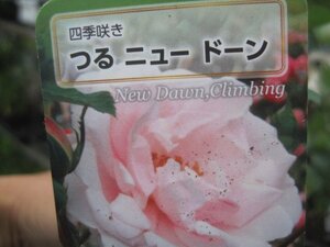 [.. новый do-n] новый рассада CL 12. глубокий pot роза рассада climbing rose 