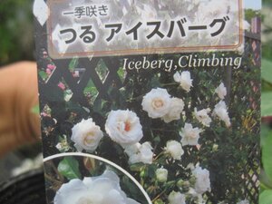 [.. Iceberg ] new seedling CL 12. deep pot rose seedling climbing rose 