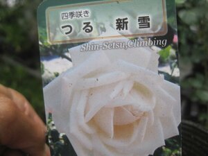 [.. new snow ] new seedling CL 12. deep pot rose seedling climbing rose 