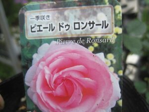 [.. Pierre Delon sa-ru] new seedling CL 12. deep pot rose seedling climbing rose 