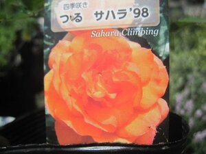 [.. Sahara *98] new seedling CL 12. deep pot rose seedling climbing rose 