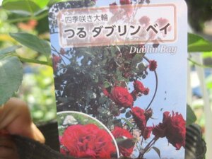 [..da Brin Bay ] new seedling CL 12. deep pot rose seedling climbing rose 