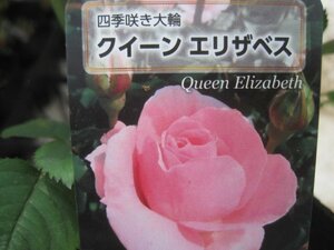 [ Queen Elizabeth ] new seedling HT 12. deep pot rose seedling four season .. large wheel 