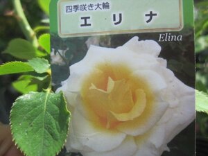 [ erina ] new seedling HT 12. deep pot rose seedling four season .. large wheel 