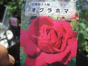 [ okro ho ma] new seedling HT 12. deep pot rose seedling four season .. large wheel 