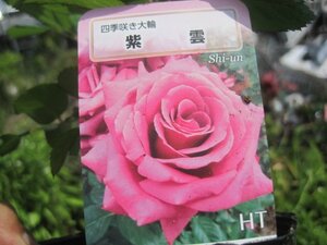 [ shiun ] new seedling HT 12. deep pot rose seedling four season .. large wheel 