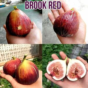 [Fg1859] super rare [ Booke Red ]ichi axis . tree abroad import hard-to-find!!.. tree less flower .