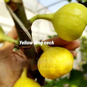 【Fg1641】超希少 『 yellow long neck 』イチジク 穂木 海外輸入 入手困難！！ 挿し木 無花果