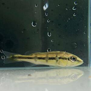 キクラ・メラニアエ　7cm＋　1匹 [26391]　不二熱帯魚