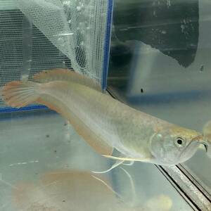 期間限定大特価　シルバーアロワナ　18cm＋　1匹 【30033】　不二熱帯魚