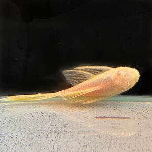 2匹　アルビノベールテールブッシー・プレコ　3cm＋　2匹　【24031】不二熱帯魚