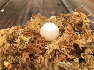 岡山産天然すっぽん卵 5個 食用　育成キット付き 観察に便利です 3