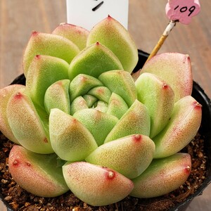 多肉植物NO109★マルガン★ 7.5㎝ポット★ 新入荷★　韓国苗 　抜き苗　 超美苗 　　　エケベリア