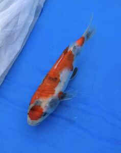 kT-98* Kurashiki colored carp direct delivery from producing area this year Showa era three color 20cm ( large day system )[ animation equipped ]