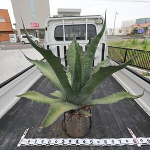  agave fe lock s.., thickness leaf foam width approximately 80cm. Monstar seedling 