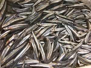 冷凍餌　キビナゴ 1キロ 鮮度抜群 500グラムで分けます。/きびなご　大型魚　アロワナ　古代魚