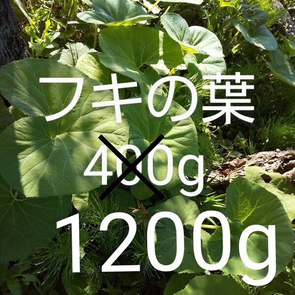 ふきの葉 約1200g 新鮮 農薬不使用
