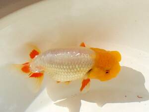 .fn tongue *2 -years old fish * Chuubu west Ozeki system * male type *13cm*105*.- kun 