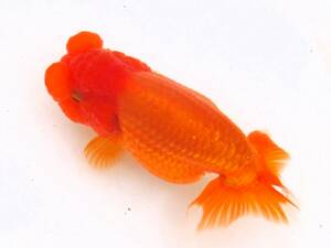 ...fn tongue *2 -years old fish * Chuubu west Ozeki system * female type *14cm*107*.- kun 