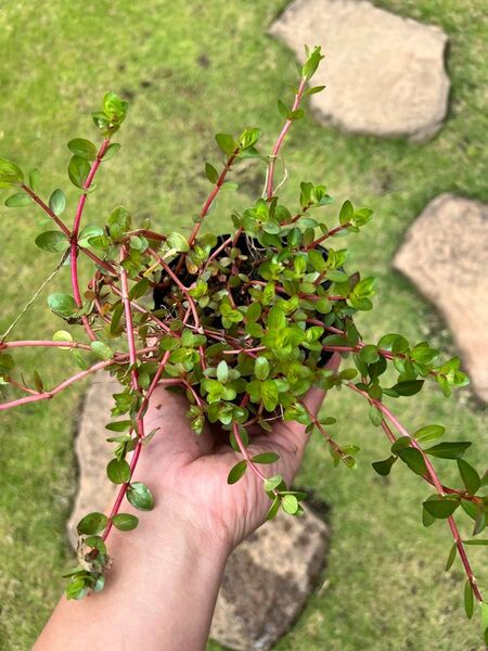 【根付き】有茎草mix