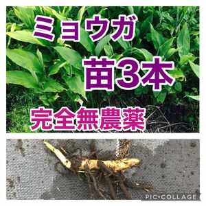 みょうが　ミョウガ　地下茎　野菜　完全無農薬　ネコポス　3本