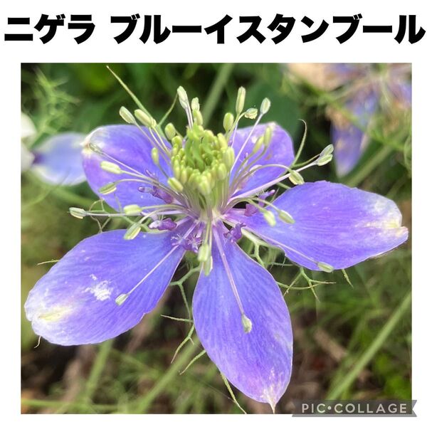 珍種 ニゲラ ブルーイスタンブール 種子 50粒