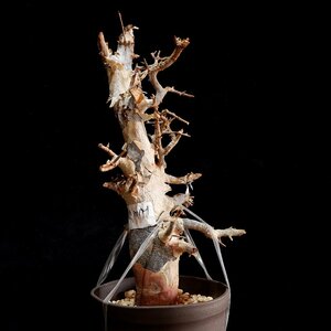 1円～ 最落無し 発根管理中 珍樹 希少 Commiphora africana コミフォラ アフリカーナ ベアルート 1円オク 輸入 塊根